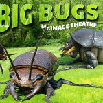 Big Bugs